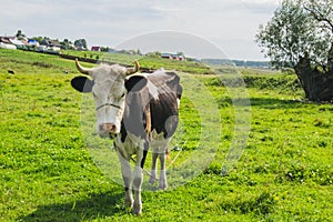 Cow in the village on green meadow background photo